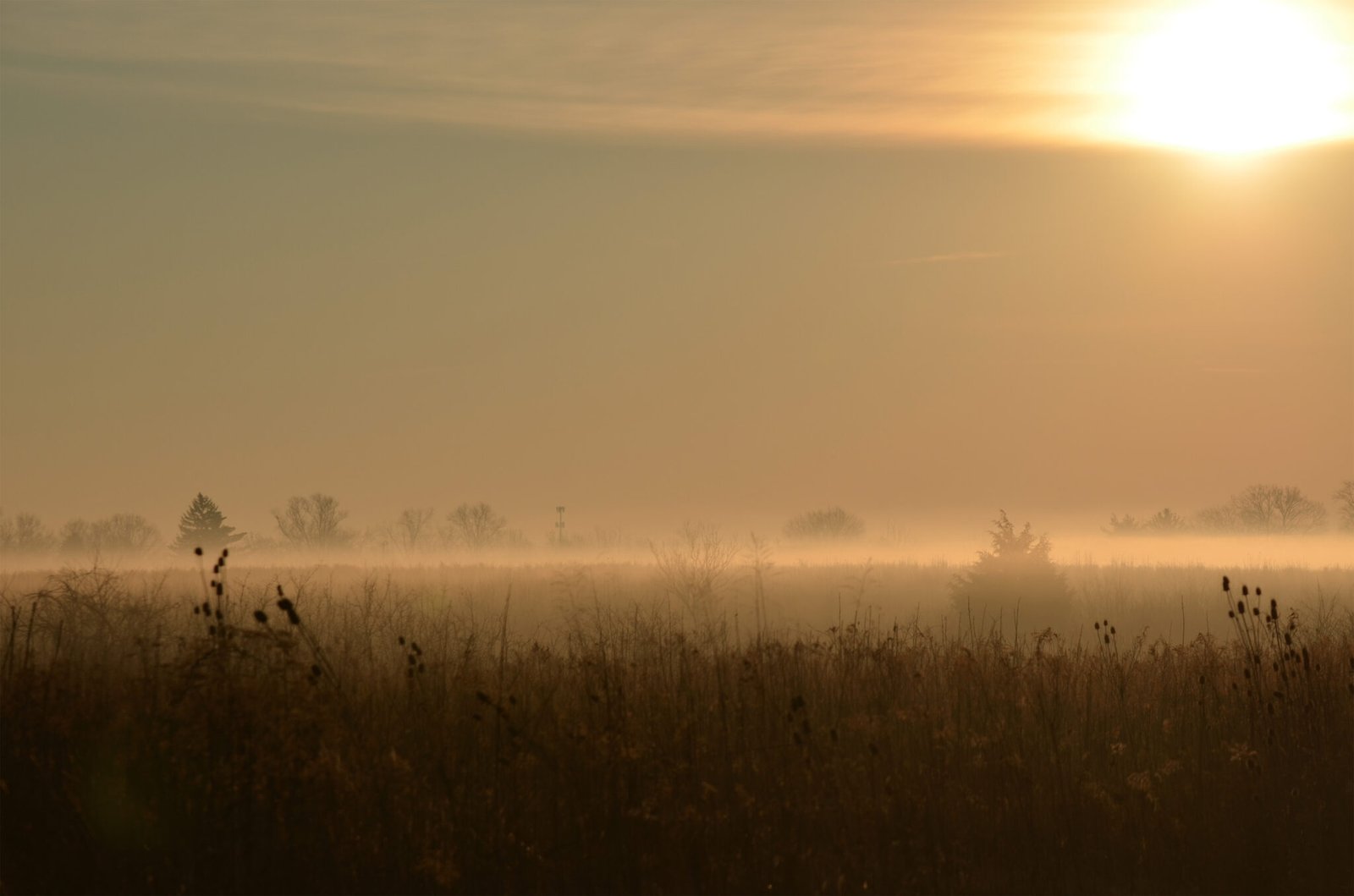 foggy field resized